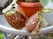 Nepenthes x hookeriana var spotted 2
